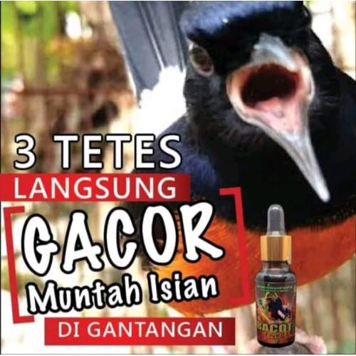 Gacor BNI: 10 Tips Agar Burung Anda Menang Lomba!