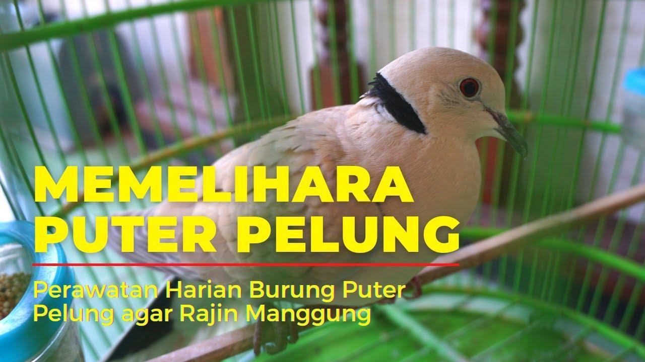 Gacor Uang Asli: Tips dan Trik Rahasia Agar Burung Anda Semakin Lantang!